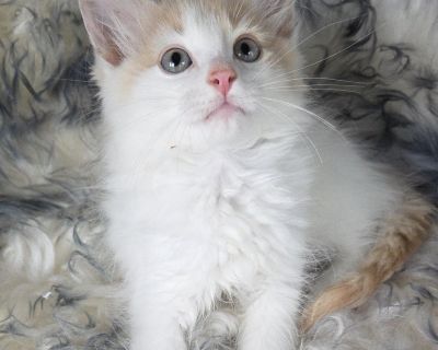 RENO - Domestic Long Hair Mix Male Cat for Adoption