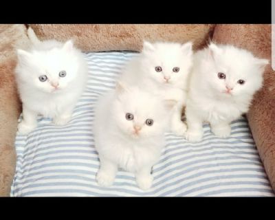 Cfa Dollface persian kittens
