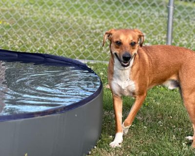 Joel M DOB 9/4/23 #1376 - German Shepherd Dog & Basset Hound Mix Male Puppy for Adoption