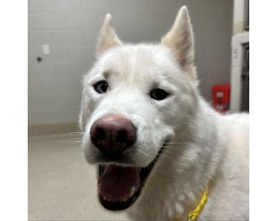 Jax - Husky Male Dog for Adoption