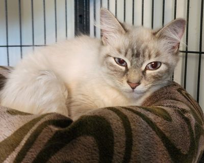 Pretty Girl - Siamese & Domestic Medium Hair Mix Female Cat for Adoption