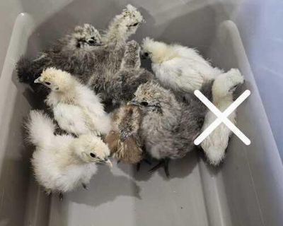 8, month old silkies chick's. Straight run.