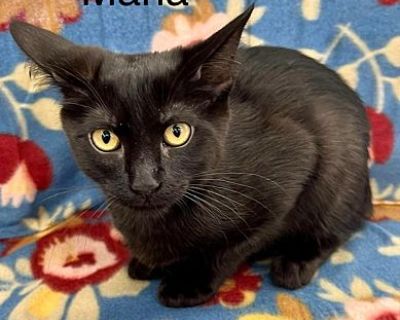 Maria - Domestic Shorthair Female Cat for Adoption