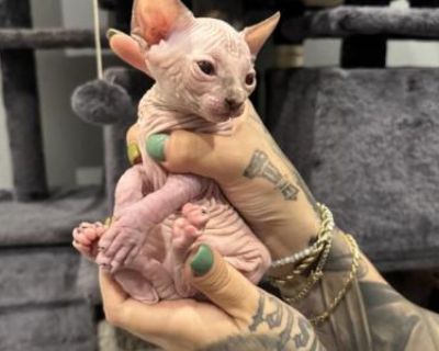 Sphynx Tortishell - Sphynx Female Kitten For Sale