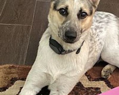 Sky - Australian Cattle Dog/Australian Shepherd Mix Female Dog for Adoption