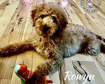 Rowyn - NO LONGER ACCEPTING APPLICATIONS - Goldendoodle Female Puppy for Adoption