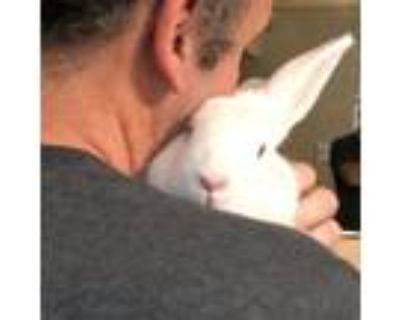 Adopt Clover a Bunny Rabbit