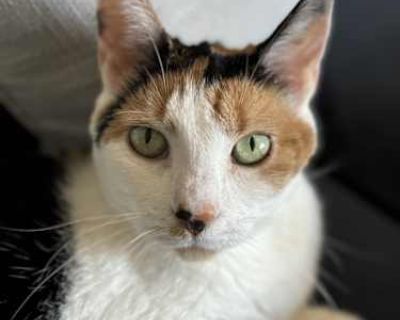 Molly 14-Year-Old Calico Queen Molly is a sweet and spirited senior calico who is happiest when she s curled up on a warm lap, soaking up love and attention. She has a soft spot for people and will happily chat with you - she s a vocal girl who likes to make her feelings known! Molly currently lives with three other cats and generally does well with them, though she has her sassy moments (as an...