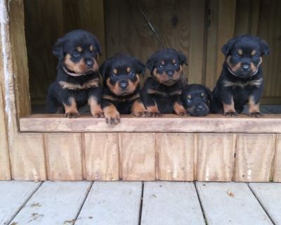 4 Male and 3 Female Rottweiler Puppies for Sale