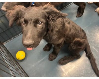 Poker - Australian Cattle Dog/Labrador Retriever Mix Male Puppy for Adoption