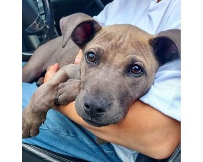 Rockstar- IN FOSTER - Mixed Breed (Small)/Mixed Breed (Medium) Mix Male Puppy for Adoption