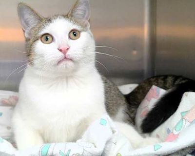 Taffy - Domestic Shorthair Female Cat for Adoption