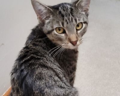 Sasha is a affectionate and loving girl. Loves getting treats and playing with other kittens and cats. Great with Corgi size dogs. She is looking for her forever family.. Health Vaccinations up to date, spayed / neutered.. Young Female Small Brown / Chocolate