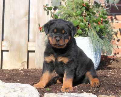 Kimbertal kennels rottweiler puppies clearance for sale