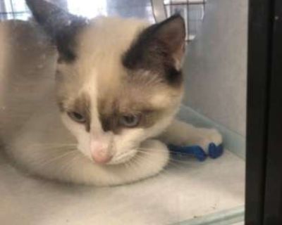 Hello, My name is Chunk from the Goonies. I was found with my brothers and we love adventure and we are ready for our next one. Cats: Yes Dogs: Probably okay Kids: Yes Medical: We came in with herpes virus and though we have been vaccinated be can still have flare ups where our eyes get goopy. Though contagious most healthy vaccinated cats are not as susceptible to it. Buddies: Mikey, Mouth, Da...