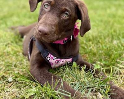 Coco - Labrador Retriever Female Puppy for Adoption