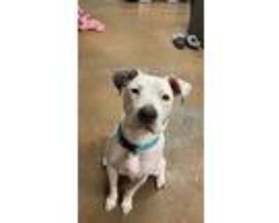 Princess, American Pit Bull Terrier For Adoption In Boonville, Missouri