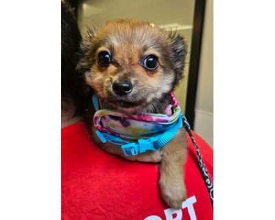 Isabelle - Chihuahua/Mixed Breed (Medium) Mix Female Puppy for Adoption