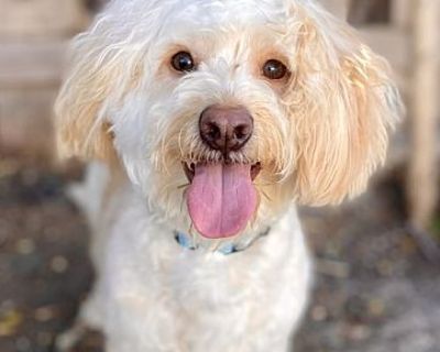 Mashed Potato - Cocker Spaniel/Poodle (Miniature) Mix Male Dog for Adoption