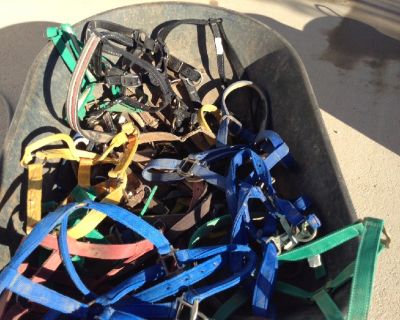 Miscellaneous Horse halters, foal to large sizes-used-in good condition- several--- LIKE NEW. from $5.00----$20.00 good quality.Sell all for $110
George 520-975-8781
