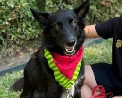 Precious Piper Smart - Border Collie & Collie Mix Female Dog for Adoption