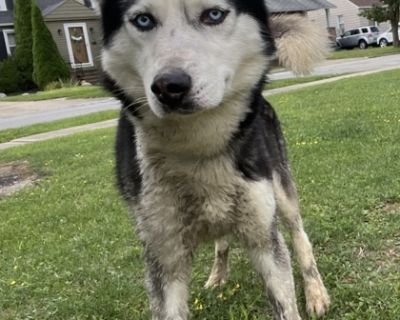 Muddy Buddy - Siberian Husky Male Dog for Adoption