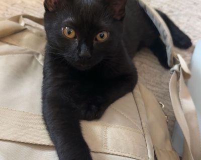 Enid - Domestic Short Hair Female Cat for Adoption