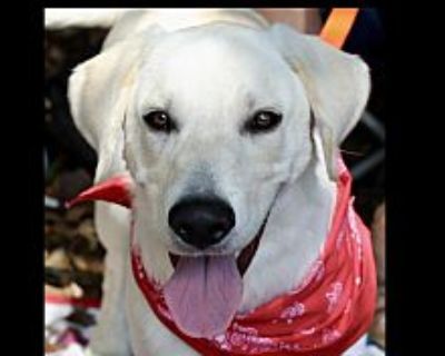 Charlie - Labrador Retriever Male Puppy for Adoption