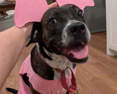 Marjorie - Australian Cattle Dog/American Pit Bull Terrier Mix Female Dog for Adoption