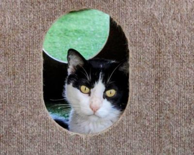 Meet Silverio - Our Chunky Hunk with a Sensitive Tummy and a Heart of Gold. Silverio isn't just a cat--he's a whole vibe. This gloriously chunky gentleman is equal parts sass, smarts, and snuggles (with a dash of drama). He's living his best life on a hydrolyzed diet due to a sensitive GI system--and get this, he actually sticks to it! Even with tastier temptations nearby, this foodie follows t...