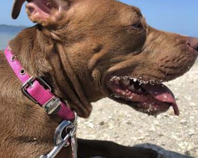 Costa - American Pit Bull Terrier Female Dog for Adoption