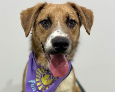 Exciting News: This adorable pup will be at an adoption event near you! Check our website: https://AmazingDogsRescue.org/dogs/ Or call 888.508.8943 (Monday to Sunday, 8 AM to 8 PM).. Out-of-town pets are cared for by non-local organizations who can make arrangements for the pet to be transported to your area. Learn More. Puppy Male Medium Brown / Chocolate , White / Cream