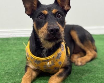 Exciting News: This adorable pup will be at an adoption event near you! Check our website: https://AmazingDogsRescue.org/dogs/ Or call 888.508.8943 (Monday to Sunday, 8 AM to 8 PM).. Out-of-town pets are cared for by non-local organizations who can make arrangements for the pet to be transported to your area. Learn More. Puppy Female Medium Black , Brown / Chocolate