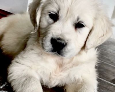 AKC English Cream Golden Retriever Puppies