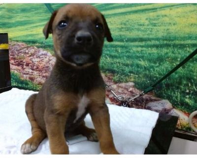 A537251 - Boxer Female Puppy for Adoption