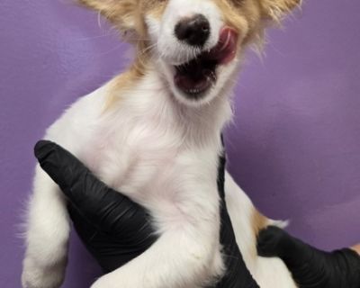 Health Vaccinations up to date.. Puppy Female Small White / Cream , Golden