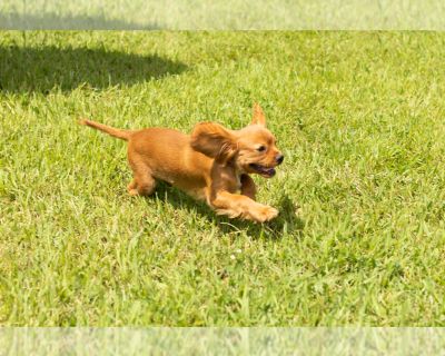 Benji - Cavalier King Charles Spaniel Male Puppy for Sale