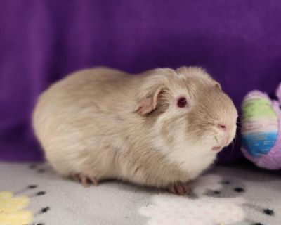 RUPERT - Guinea Pig Male for Adoption