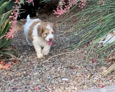 F2B Miniature Bernedoodle Puppies lovable, 3 females left of litter of 9. We take pride in providing healthy puppies by screening both parents. Puppies come with a two year guarantee against all life threatening genetic diseases. Puppies are raised in the middle of an active household including ESI training and daily socialization with adults, youth and children. All puppies will be checked by ...