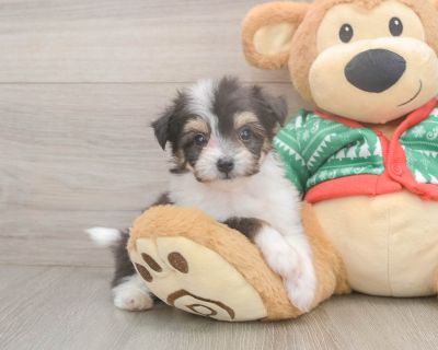 Meet Figaro, our 5-week old Designer Male Aussiechon Puppy. He is 1lb 8oz @ 5.7 weeks and estimated to grow to 10-15 lbs. Aussiechons are Affectionate, Clever. Age 5 weeks Birth Date 10/9/2025 Gender Male Current Weight 1lb 8oz @ 5.7 weeks Est Adult Weight 10-15 lbs Registry n/a Vaccinations Up-To-Date On All Shots Vet Inspection (inspected at 8 wks). Aussiechon Breed Info Charming, clever, aff...