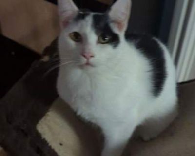 Want to meet? [ Fill out the Application ] , then email it to the contact in this bio.. Good with kids Good with dogs Good with cats Purebred Shots current Spayed / Neutered Housetrained. Breed Domestic Mediumhair Color White (Mostly) Age Kitten Sex Male Pet ID 21676974-288-2025 Hair Length medium