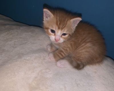 Kittens - West Torrington Classified Ads - Clazorg
