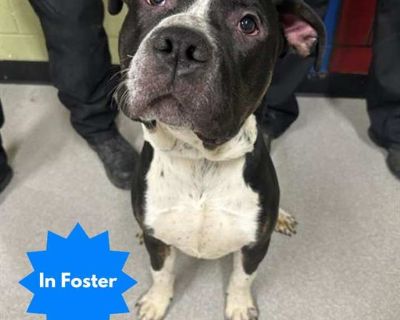 Carter - American Pit Bull Terrier Male Puppy for Adoption