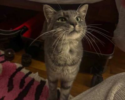 Breed Domestic Shorthair Color Gray or Blue Age 6 months old, Kitten Sex Male Pet ID 14116 Hair Length