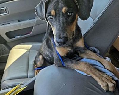 Megawatt - Coonhound/Labrador Retriever Mix Male Puppy for Adoption