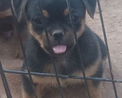 Pug and long haired Chihuahua puppies