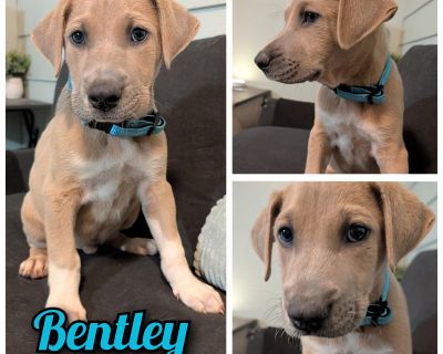 Bentley - Rhodesian Ridgeback & Weimaraner Mix Male Puppy for Adoption