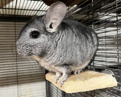 Standard grey male chinchilla -- Little Buddy Born 4/21/2022 -- 3.5 years old --continually comes up to the front of the cage --very sweet boy --can be a bit of a challenge to pick up, as he does move away when you reach for him --occasionally will bark when hands move towards him --prefers a looser grip when being held --can be a bit of a squirmball when being handled, though he does settle do...