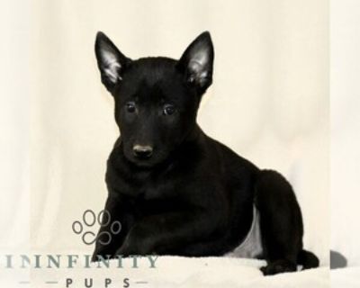 7 Weeks Old * Size at Maturity: Medium * Availability Date: 11/18/2025 * Shipping Area: Nationwide * Payment Method: Personal Check, Paypal, Credit Cards, Cash *. This sweet CKC Belgian Malinois puppy is looking for a great FURever home! Intelligent, loyal and energetic this puppy is sure to be a fun and active part of your daily life. Comes with a 1 year Genetic Health Guarantee, up-to-date wi...