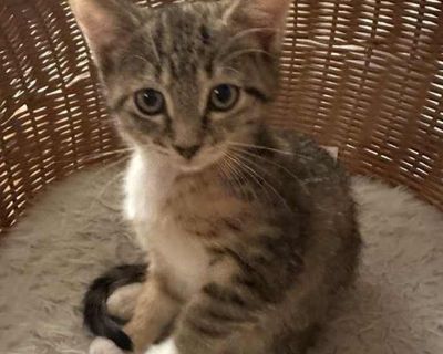 Child. Brown tabby. Hair: short. Porsche was born in her Bristol foster home along with five siblings. This beautiful tabby and calico girl is a talker when she wants her human's attention. She loves playing, especially with any of her siblings. When she finally tuckers out, she is ready for affection! At the moment, Porsche is not a fan of dogs, but she is being slowly introduced to the reside...